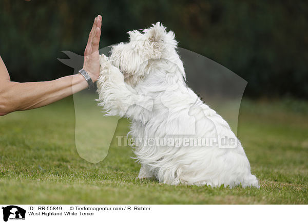 West Highland White Terrier / West Highland White Terrier / RR-55849