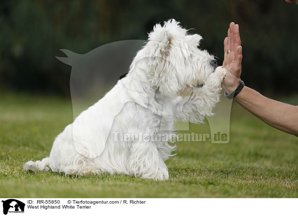 West Highland White Terrier / West Highland White Terrier / RR-55850