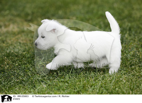 West Highland White Terrier Welpe / puppy / RR-55863