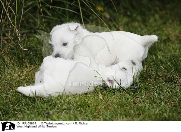 West Highland White Terrier / West Highland White Terriers / RR-55868