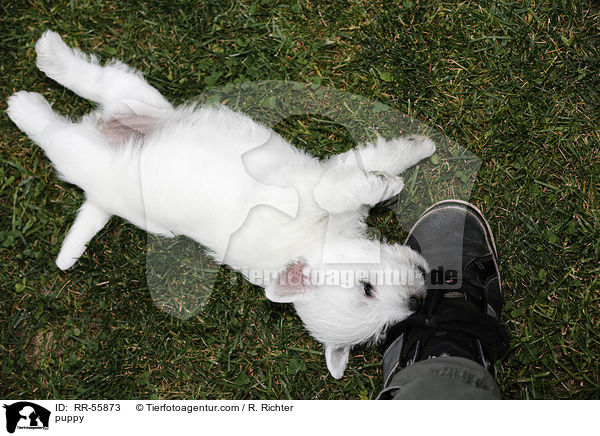 West Highland White Terrier Welpe / puppy / RR-55873