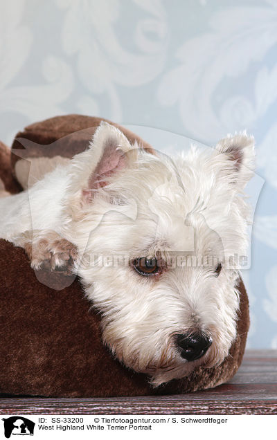West Highland White Terrier Portrait / West Highland White Terrier Portrait / SS-33200