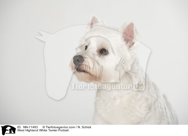 West Highland White Terrier Portrait / West Highland White Terrier Portrait / NN-11483