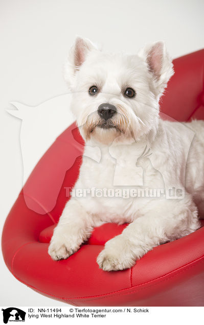 liegender West Highland White Terrier / lying West Highland White Terrier / NN-11494