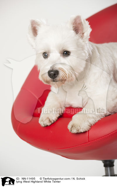 liegender West Highland White Terrier / lying West Highland White Terrier / NN-11495