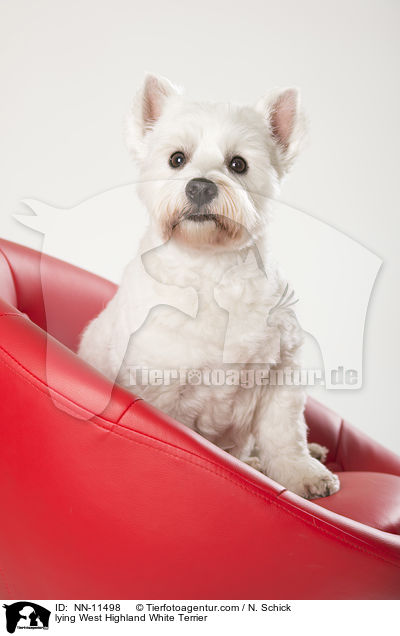 liegender West Highland White Terrier / lying West Highland White Terrier / NN-11498