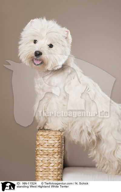 stehender West Highland White Terrier / standing West Highland White Terrier / NN-11524