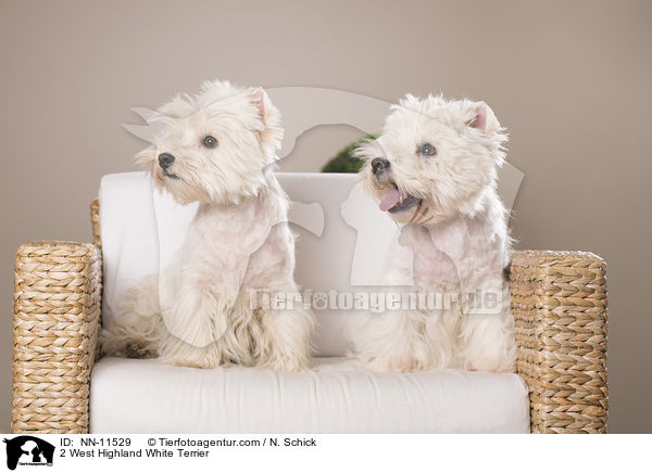 2 West Highland White Terrier / 2 West Highland White Terrier / NN-11529