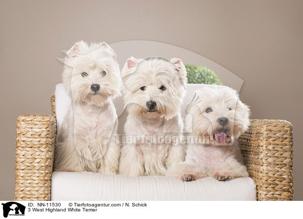 3 West Highland White Terrier / 3 West Highland White Terrier / NN-11530