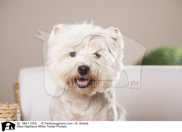 West Highland White Terrier Portrait / West Highland White Terrier Portrait / NN-11535