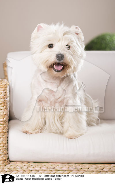 sitzender West Highland White Terrier / sitting West Highland White Terrier / NN-11536