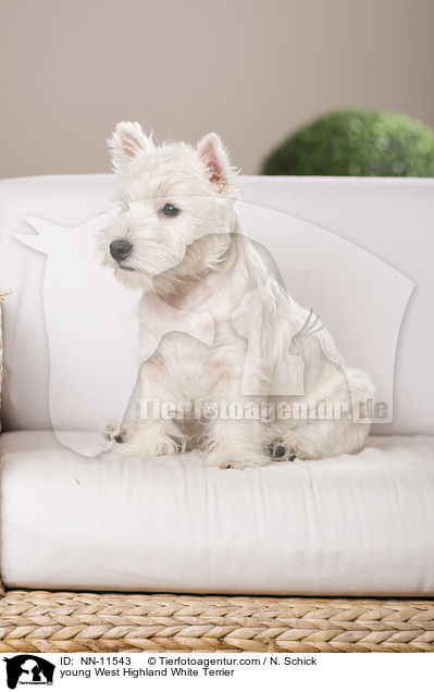 junger West Highland White Terrier / young West Highland White Terrier / NN-11543