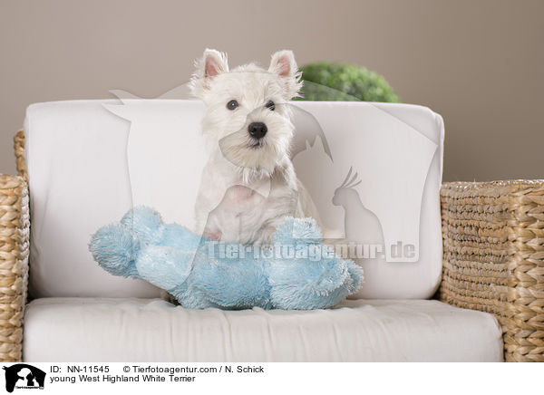 junger West Highland White Terrier / young West Highland White Terrier / NN-11545