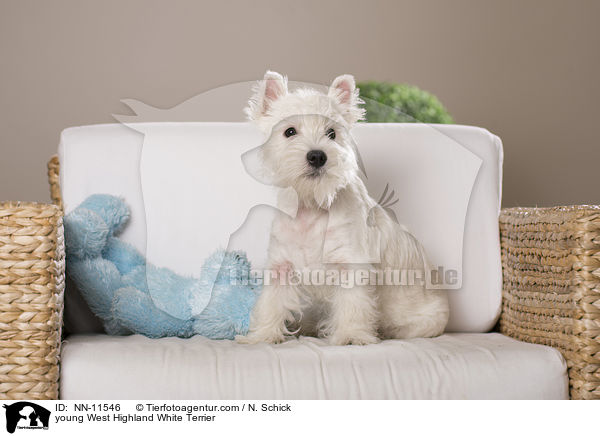 junger West Highland White Terrier / young West Highland White Terrier / NN-11546