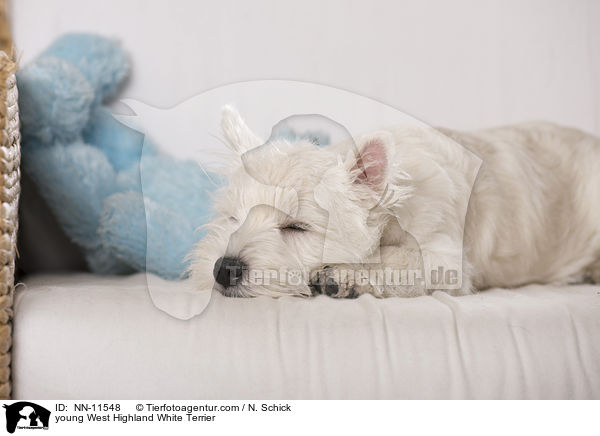 junger West Highland White Terrier / young West Highland White Terrier / NN-11548