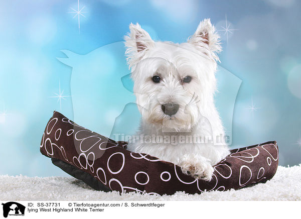 liegender West Highland White Terrier / lying West Highland White Terrier / SS-37731