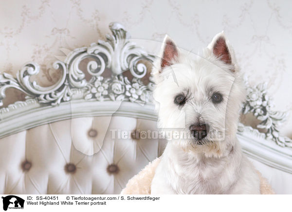 West Highland White Terrier portrait / SS-40451