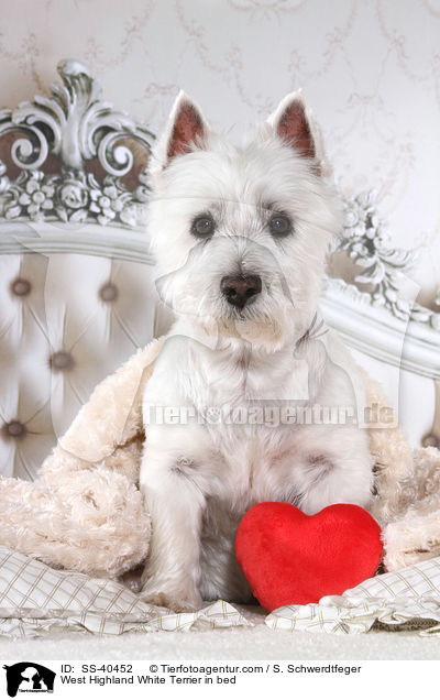 West Highland White Terrier im Bett / West Highland White Terrier in bed / SS-40452