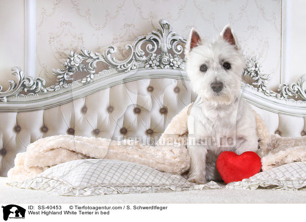 West Highland White Terrier im Bett / West Highland White Terrier in bed / SS-40453
