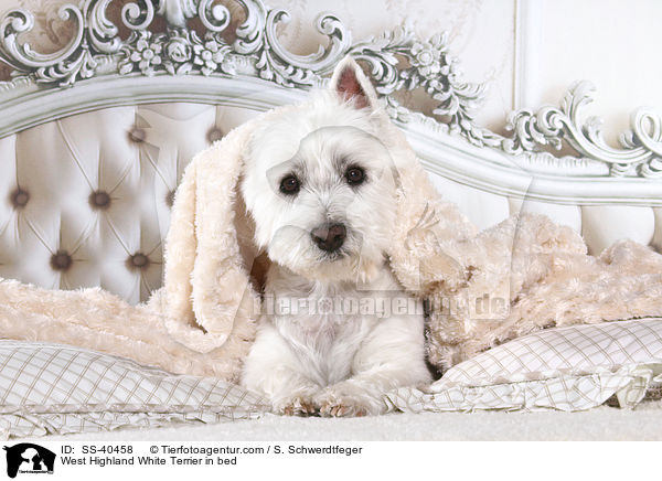 West Highland White Terrier im Bett / West Highland White Terrier in bed / SS-40458