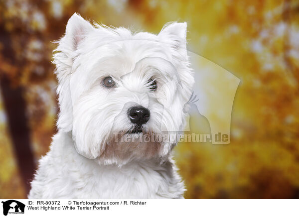 West Highland White Terrier Portrait / West Highland White Terrier Portrait / RR-80372