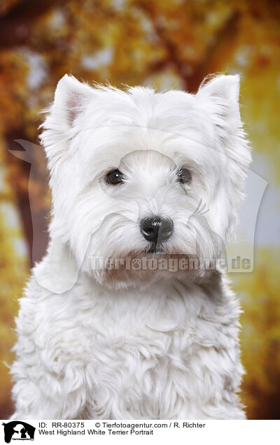 West Highland White Terrier Portrait / West Highland White Terrier Portrait / RR-80375