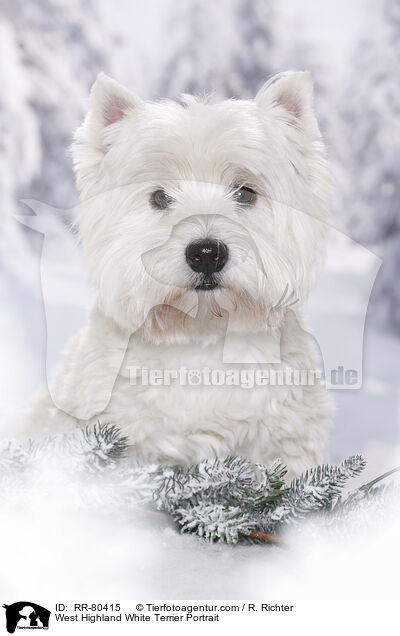 West Highland White Terrier Portrait / West Highland White Terrier Portrait / RR-80415
