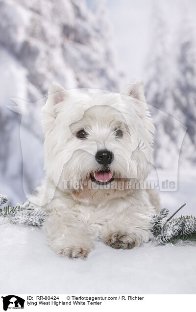 liegender West Highland White Terrier / lying West Highland White Terrier / RR-80424