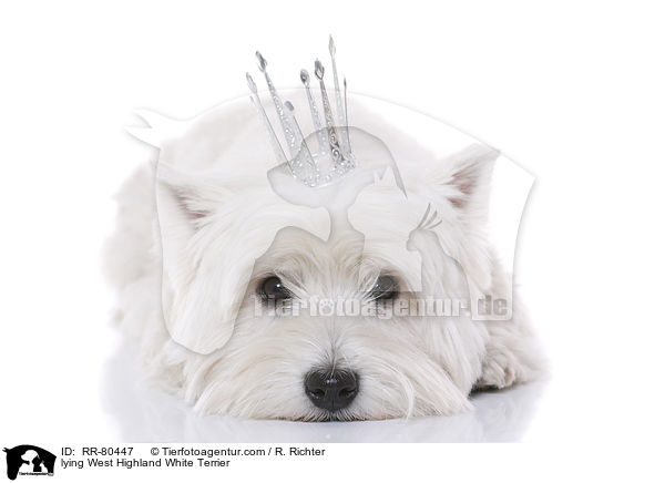 liegender West Highland White Terrier / lying West Highland White Terrier / RR-80447