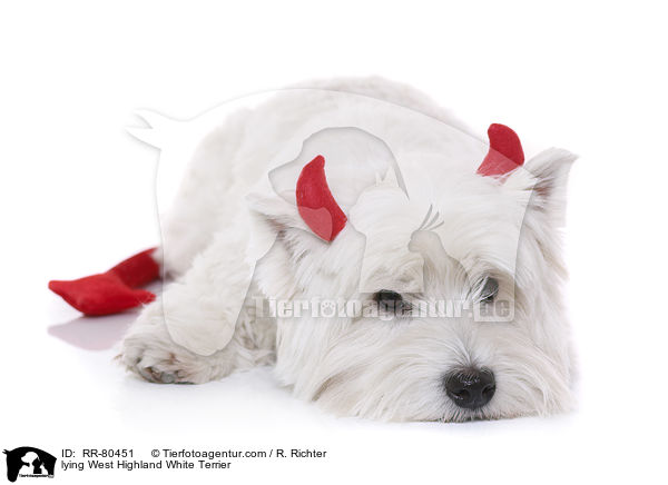 liegender West Highland White Terrier / lying West Highland White Terrier / RR-80451