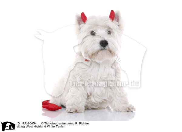 sitzender West Highland White Terrier / sitting West Highland White Terrier / RR-80454