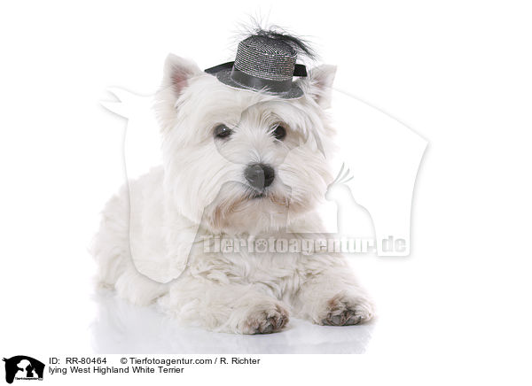 liegender West Highland White Terrier / lying West Highland White Terrier / RR-80464