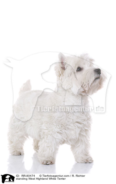 stehender West Highland White Terrier / standing West Highland White Terrier / RR-80474