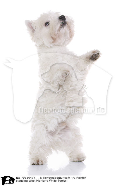 stehender West Highland White Terrier / standing West Highland White Terrier / RR-80477