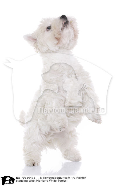 stehender West Highland White Terrier / standing West Highland White Terrier / RR-80478