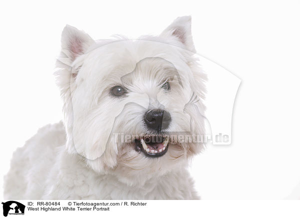 West Highland White Terrier Portrait / West Highland White Terrier Portrait / RR-80484