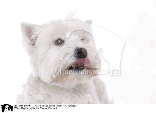 West Highland White Terrier Portrait / West Highland White Terrier Portrait / RR-80491