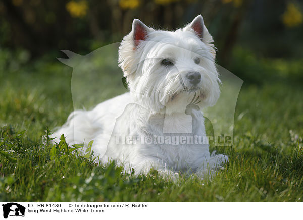 liegender West Highland White Terrier / lying West Highland White Terrier / RR-81480