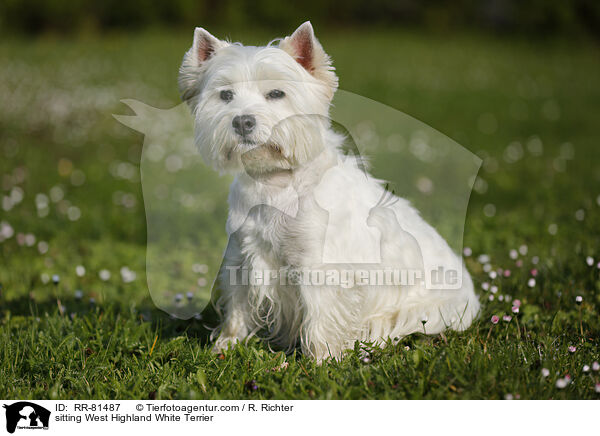 sitzender West Highland White Terrier / sitting West Highland White Terrier / RR-81487