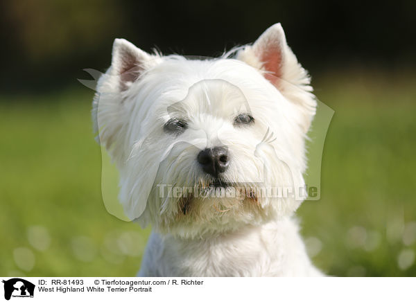 West Highland White Terrier Portrait / West Highland White Terrier Portrait / RR-81493