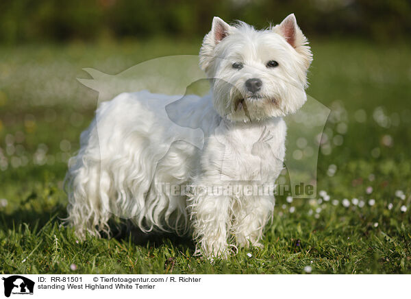stehender West Highland White Terrier / standing West Highland White Terrier / RR-81501