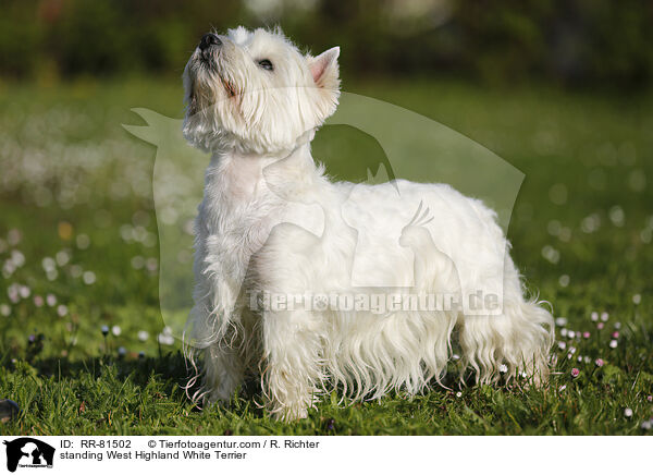 stehender West Highland White Terrier / standing West Highland White Terrier / RR-81502