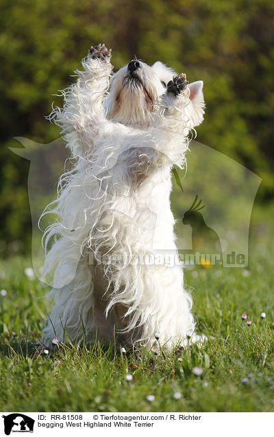 West Highland White Terrier macht Mnnchen / begging West Highland White Terrier / RR-81508