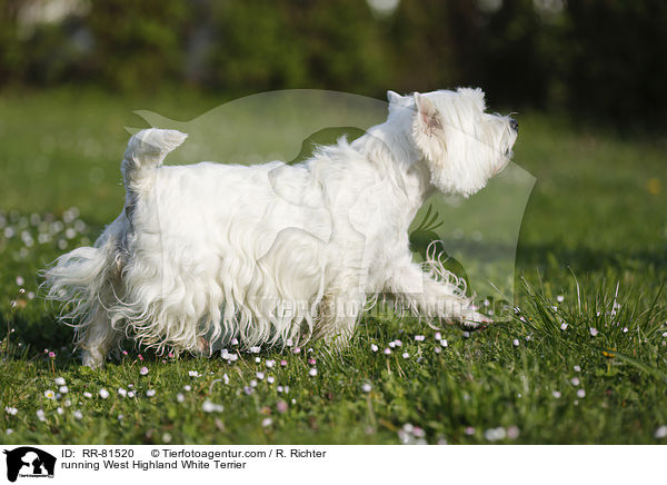 rennender West Highland White Terrier / running West Highland White Terrier / RR-81520