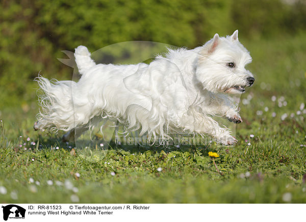 rennender West Highland White Terrier / running West Highland White Terrier / RR-81523