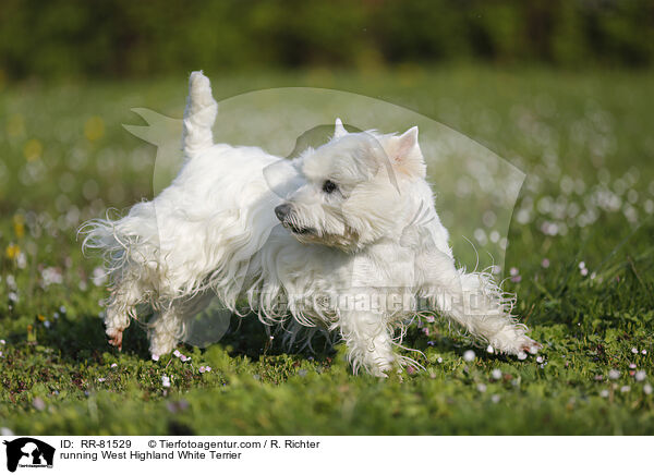 rennender West Highland White Terrier / running West Highland White Terrier / RR-81529