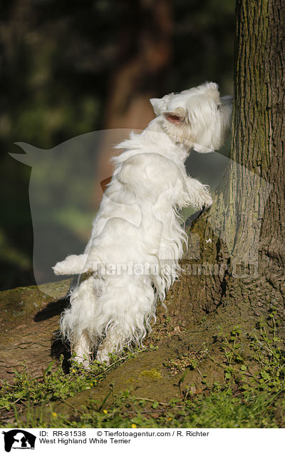 West Highland White Terrier / West Highland White Terrier / RR-81538