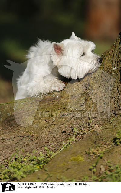 West Highland White Terrier / West Highland White Terrier / RR-81542