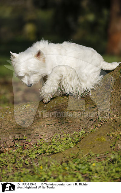 West Highland White Terrier / West Highland White Terrier / RR-81543