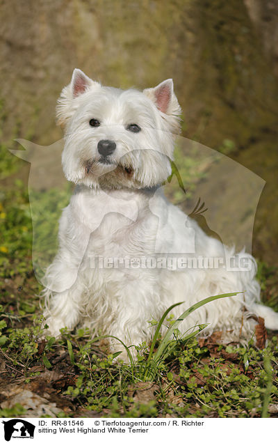 sitzender West Highland White Terrier / sitting West Highland White Terrier / RR-81546